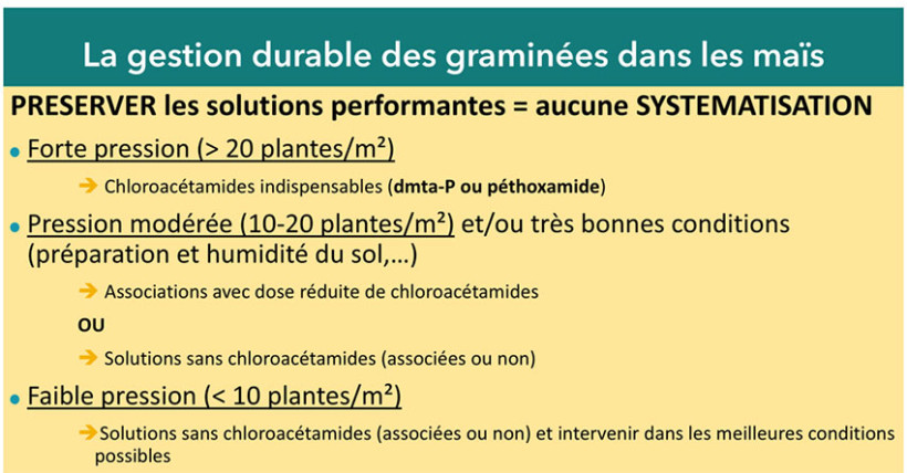 Figure 1 : Stratégies de désherbage en fonction de la densité de ray-grass/vulpin attendue dans le maïs
