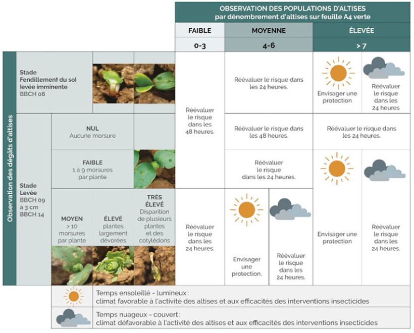 Tableau 2 : Grille d’évaluation du risque lié aux altises (ARVALIS)
