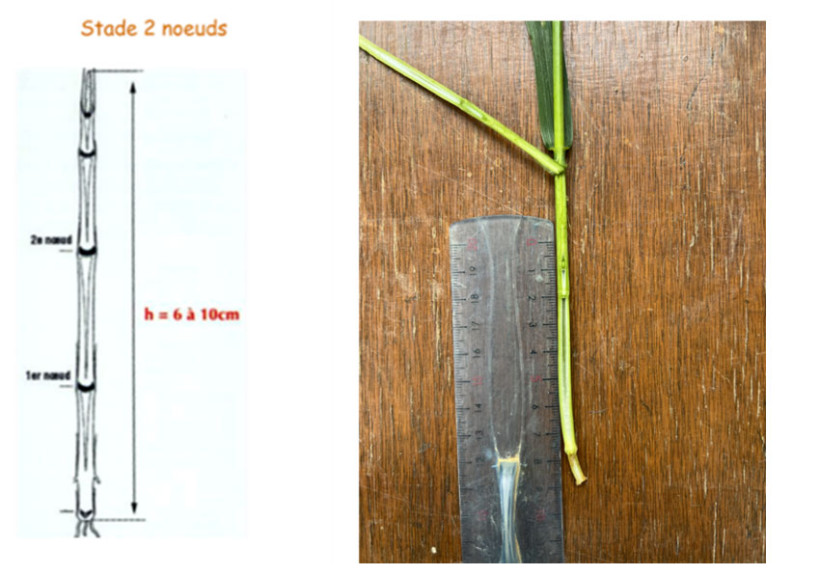 Observation du stade 2 nœuds 