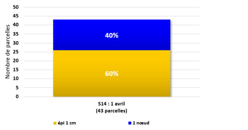 Figure 1 : Stades Blé tendre - BSV Lorraine Barrois - 01/04/26