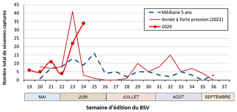 Figure 1 : Dynamique du vol de sésamies