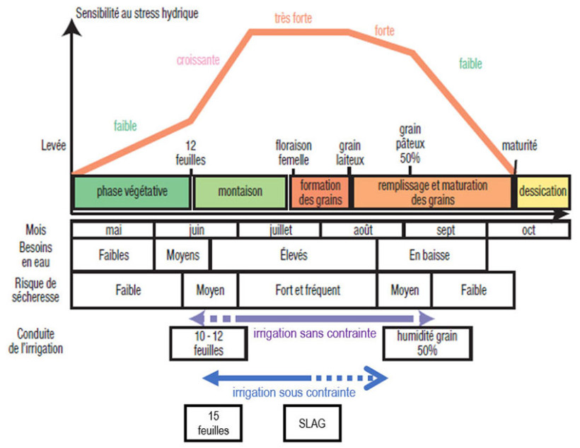 Figure 1 : Sensibilité du maïs au stress selon les phases du cycle