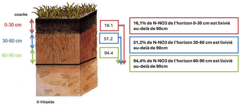 Schéma 1 : Flux d’azote dans le sol 