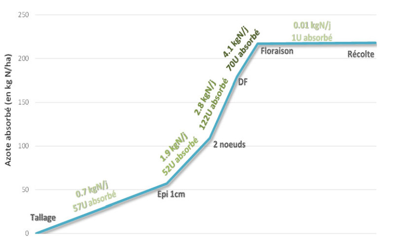 Figure 1 : Dynamique d’absorption d’azote du blé tendre du 1er janvier au 1er août - essais physiologiques ARVALIS - Normandie - 1999-2024