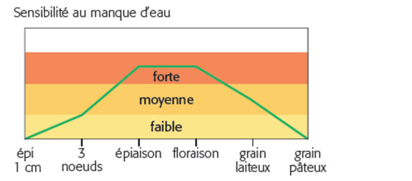 Figure 1 : Stades clés de la céréale et niveaux de sensibilité au stress hydrique