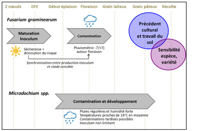 Figure 1 : Rappel des facteurs de risques agronomiques et climatiques liées à la contamination par F. graminearum