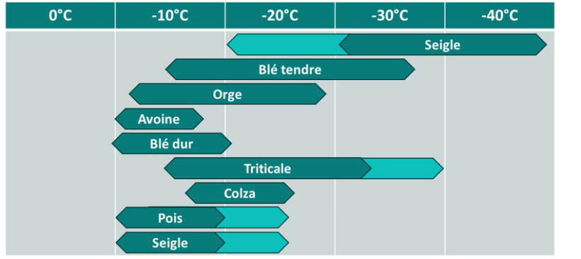 Figure 1 : Niveaux maxima de résistances au froid et variabilité génétique chez différentes espèces