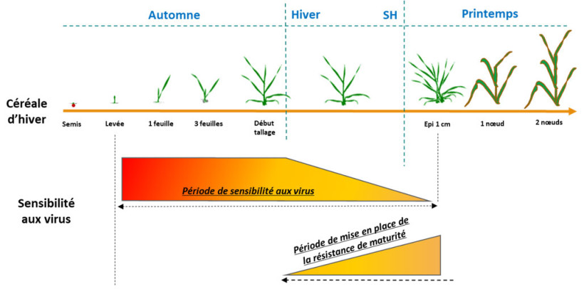 Figure 1 : Période de sensibilité des céréales d'hiver aux virus (JNO et pieds chétifs)