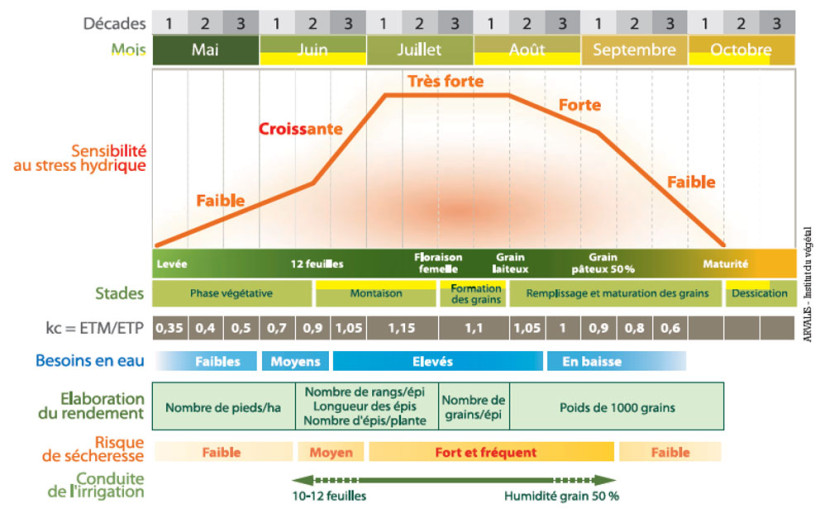 Figure 1 : Besoin en eau et sensibilité au stress hydrique du maïs