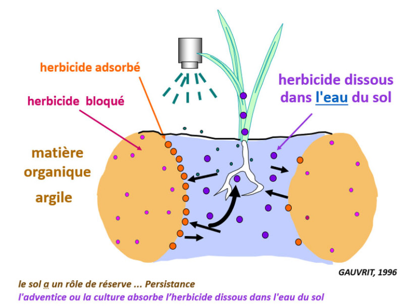Figure 1 : Les produits racinaires se retrouvent dans le sol sous trois formes