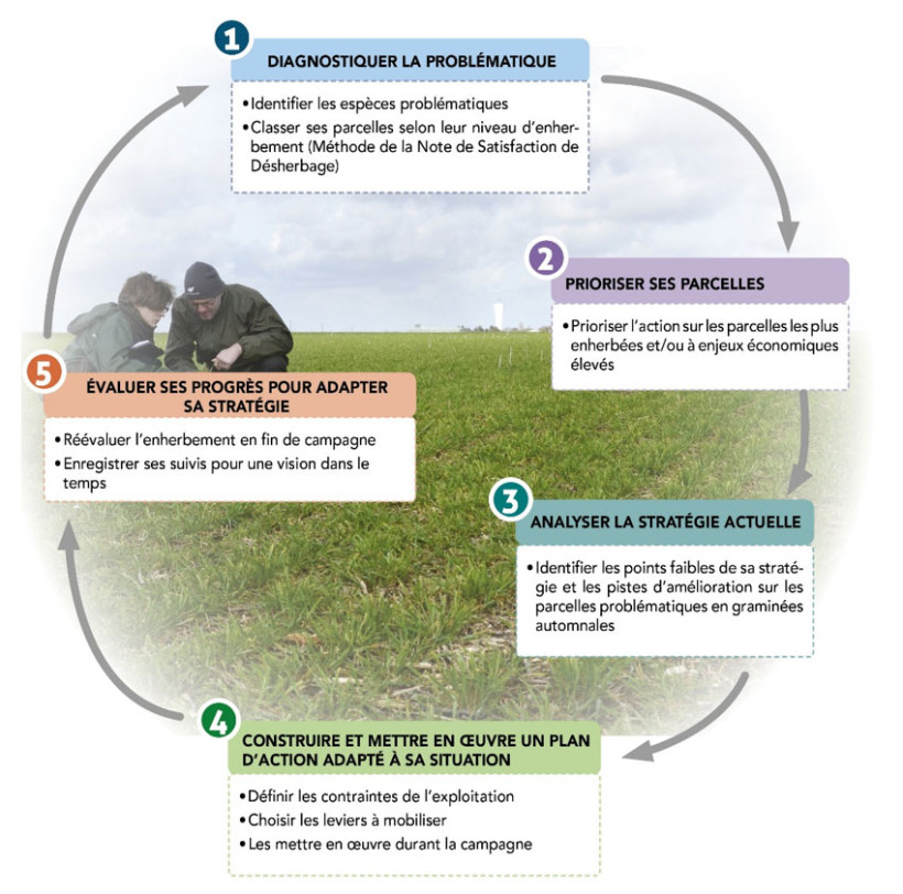 Figure 1 : Méthode globale de gestion des graminées adventices