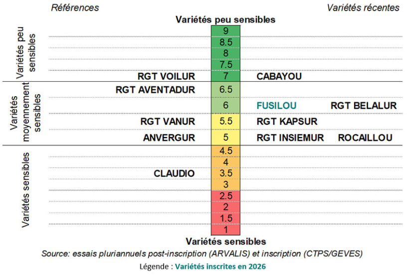 Figure 1 : Classement des variétés de blé dur par rapport à la tolérance à la verse