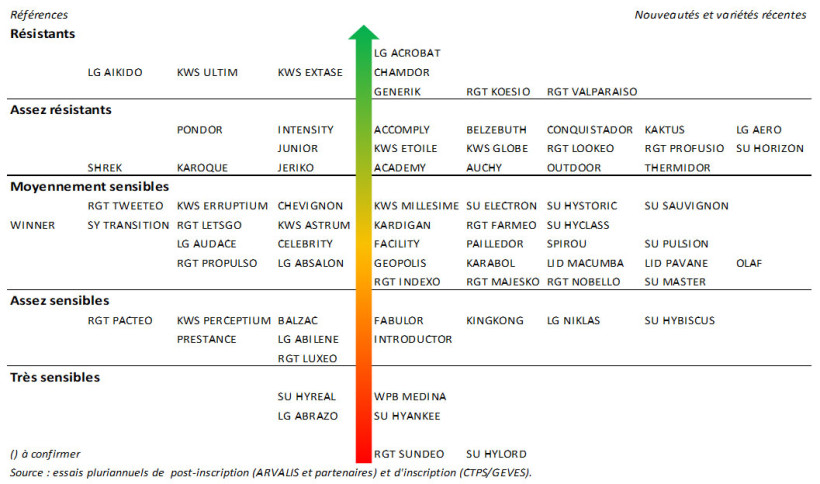 Figure 1 : Classement 2025 des variétés blé tendre par rapport à la tolérance à la verse - ARVALIS