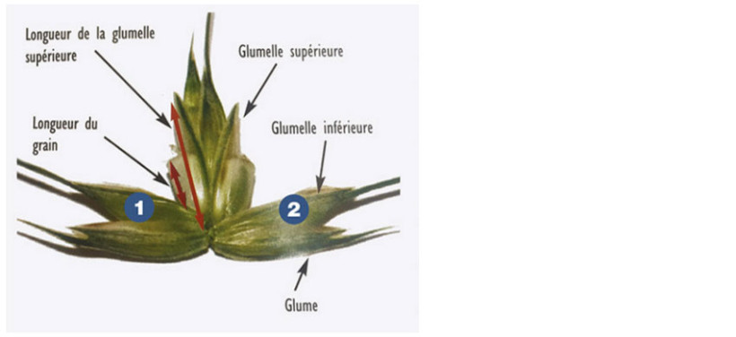 Figure 2 : Longueur du grain / glumelle