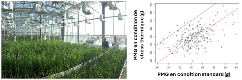 Figure 2 : Expérimentation en conditions contrôlées menée en serre, avec application ou non d’un stress thermique ponctuel courant remplissage – projet FSOV HeatWheat