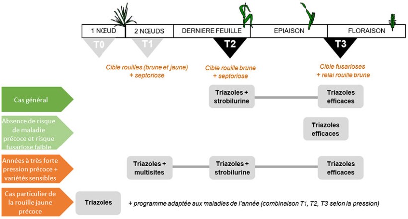 Figure 2 : Les trois stratégies possibles de protection du blé dur contre les maladies dans le Sud-Est