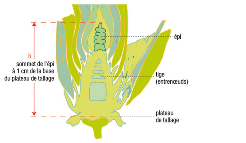 Figure 1 : Schéma d’une coupe longitudinale d’une tige de blé tendre pour mesurer la hauteur de l’épi