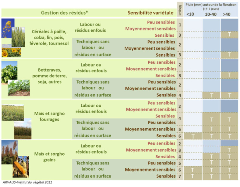 Tableau 1 : Grille d’évaluation du risque d’accumulation (DON) dans le grain de blé tendre lié à la fusariose sur épi (Fusarium graminearum)