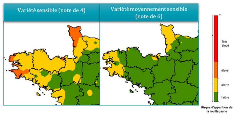 Cartes 1 et 2 : Estimations du risque rouille jaune en Bretagne -  modèle Crusty_V3 - pour la semaine du 18 au 24 mars 2024, selon la note de sensibilité de la variété
