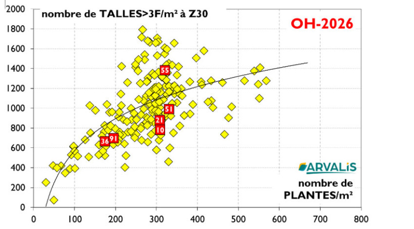 Figure 2 : Nombre de talles à plus de trois feuilles par m² au stade épi 1 cm en fonction du nombre de plantes par m²