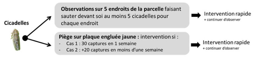 Schéma 2 : Seuils de risque cicadelles