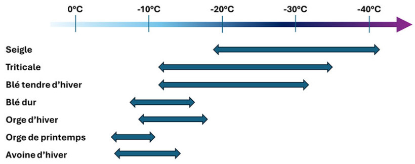 Figure 2 : Niveaux relatifs de résistance au gel des cultures après endurcissement (source : Gate 1995)