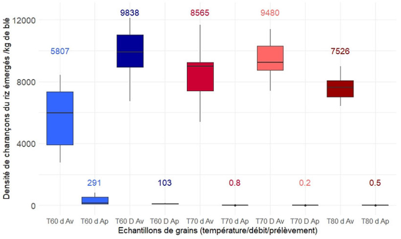 Figure 1 : Densités de charançons (vivants et morts comptabilisés) émergés dans les prélèvements de blés effectués avant ou après passage dans le micro-ondes, pour les différentes modalités de chauffage testées (température/débit)