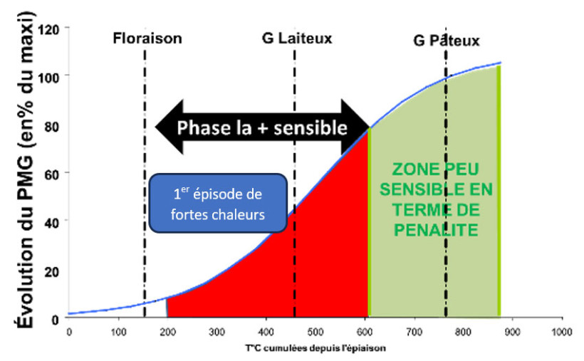 Figure 2 : Remplissage des grains d’orge d’hiver en fonction de la température cumulée depuis le stade épiaison