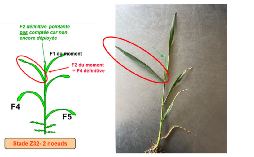 Observation de la septoriose sur la F2 déployée du moment 