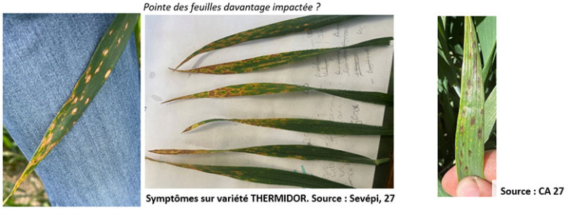 Différents faciès de taches physiologiques observées ces derniers jours en plaine