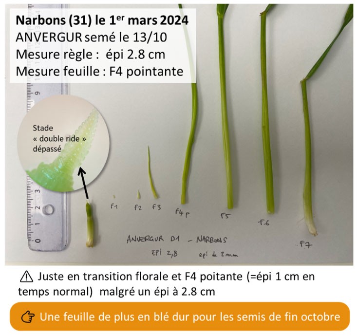 Figure 2 : Observation des tiges de blé dur - variété Anvergur semée le 13 octobre 2023  - Narbons (31) le 1er mars 2024