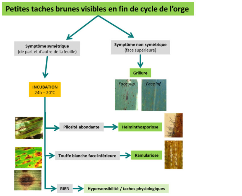 Schéma 1 : Clés de détermination pour valider le diagnostic maladies