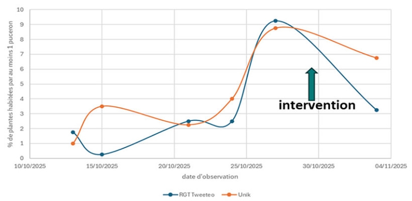 Figure 2 : Suivi de la présence des pucerons dans les témoins non protégés insecticides - Essai JNO à la Jaillère (44) avec un semis très précoce du 2 octobre 2025