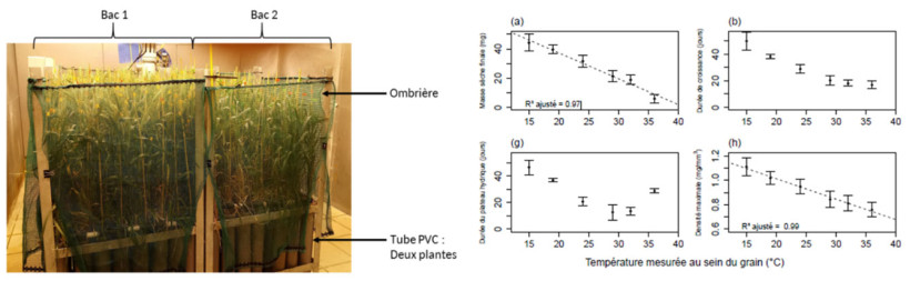 Figure 3 : Expérimentations en cabinets de croissance comparant une gamme étendue de températures (15-36°C) appliquées courant remplissage - INRAE-ARVALIS
