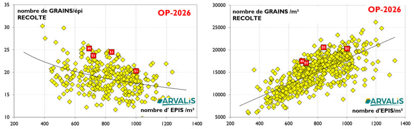 Figures 3 et 4 : Nombre de grains par épi en orges de printemps et du nombre de grains par m² sur nos essais ARVALIS en fonction du nombre d’épis/m²