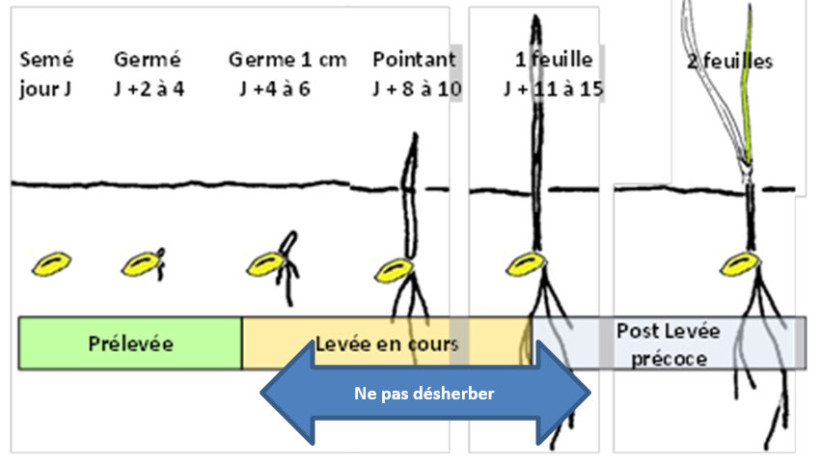 Figure 2 : Positionnement d’un herbicide précoce selon le stade de la plante