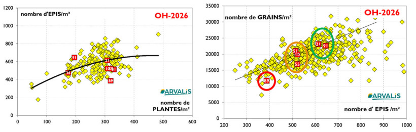 Figure 3 : Nombre d’épis par m² par rapport au nombre de plantes par m² (à gauche) et nombre de grains par m² selon le nombre d’épis par m² (à droite)