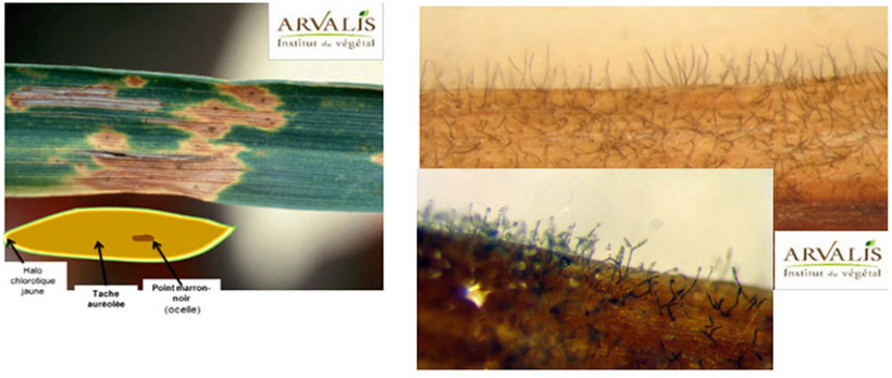 Helminthosporiose : conidies = poils noirs visibles à la loupe binoculaire