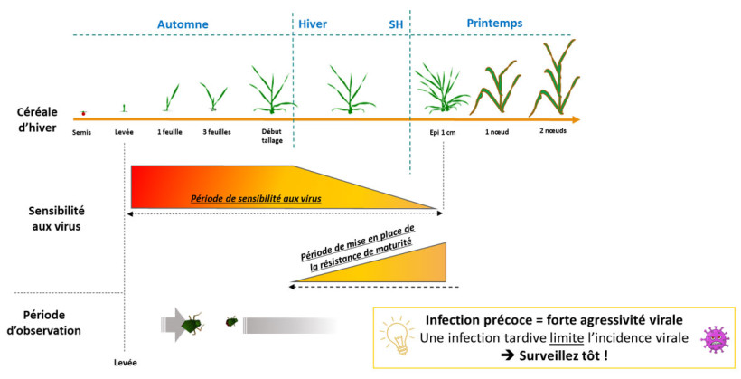 Figure 4 : Période de sensibilité des céréales aux virus