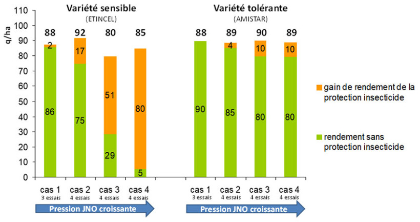 Figure 4 : Escourgeon et tolérance variétale à la JNO, rendements et gains acquis avec la lutte insecticide selon différentes pressions de viroses, comparaison une variété sensible et une variété tolérante (regroupement de 15 essais, campagnes 2014-2018)