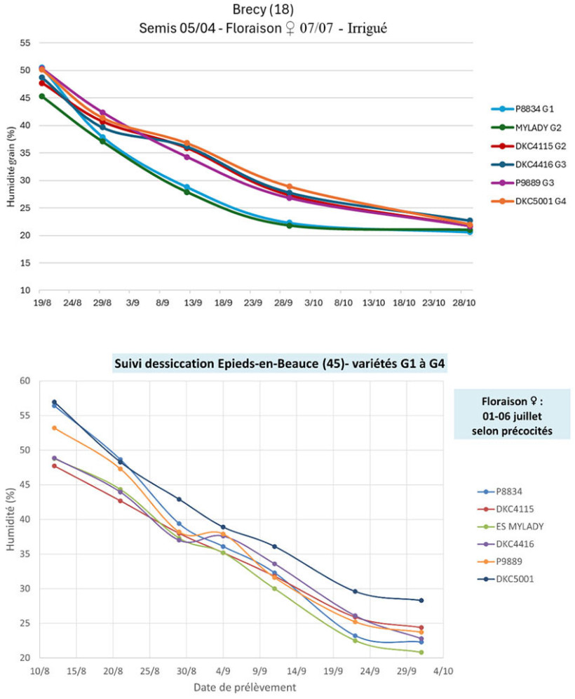 Figure 4 : Dessication du grain dans le contexte 2025