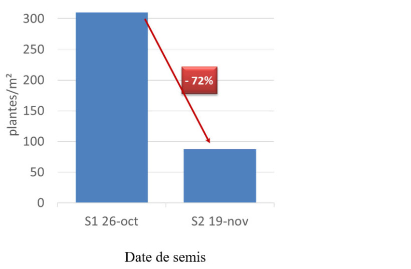 Figure 5 : Nombre de ray-gras/m2 et pourcentage d’efficacité en fonction de la date de semis -  essai ARVALIS de Montesquieu Lauragais (31) sur sol argilo-calcaire – (Essai combinaison de leviers , 2022)