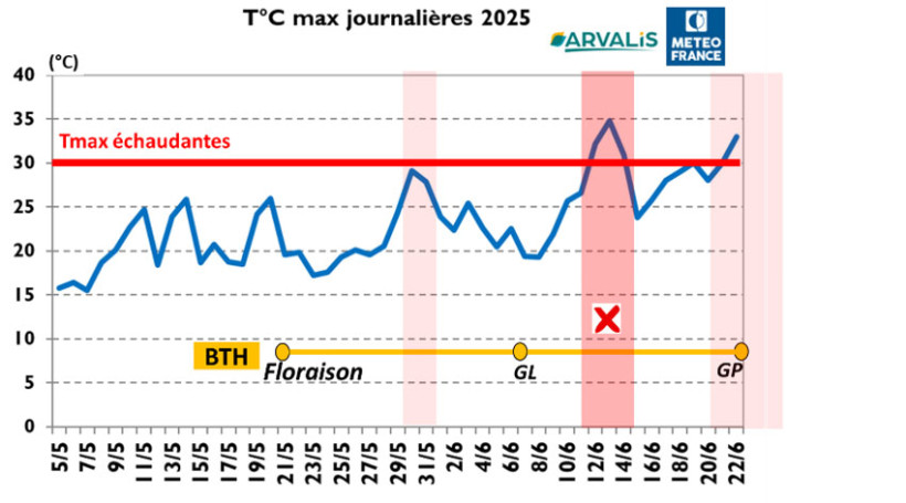 Figure 6 : Températures enregistrées et Tmax échaudantes durant le remplissage des grains