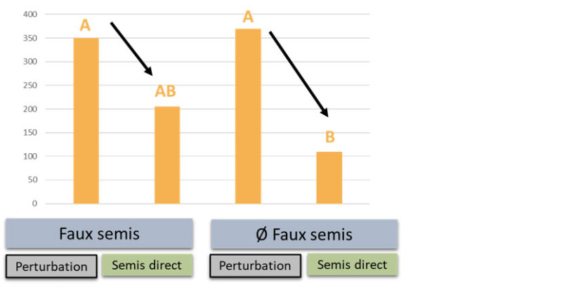 Figure 6 : Suivi des plantes levées dans les cultures suivantes