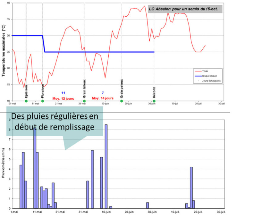 Figure 8. Températures maximales et pluies enregistrées pendant le remplissage des grains de blé pour LG Absalon semé le 15 octobre à DIJON