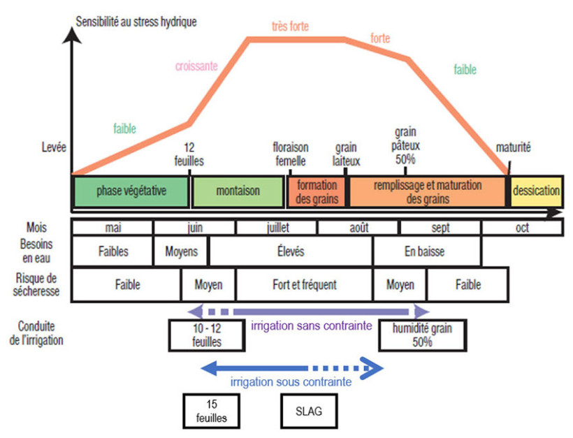 Figure 1 : Sensibilité du maïs au stress hydrique en fonction des phases du cycle