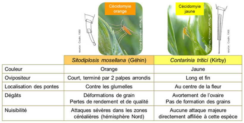 Tableau 1 : Clés de distinction entre cécidomyie orange et cécidomyie jaune