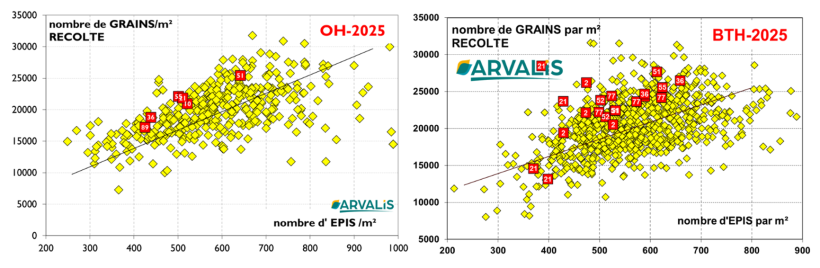 Figure n° 6 : Nombre de grains/m² ORGE et BLE en fonction du nombre d’épis. Observatoire ARVALIS