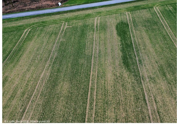 carence en manganèse 