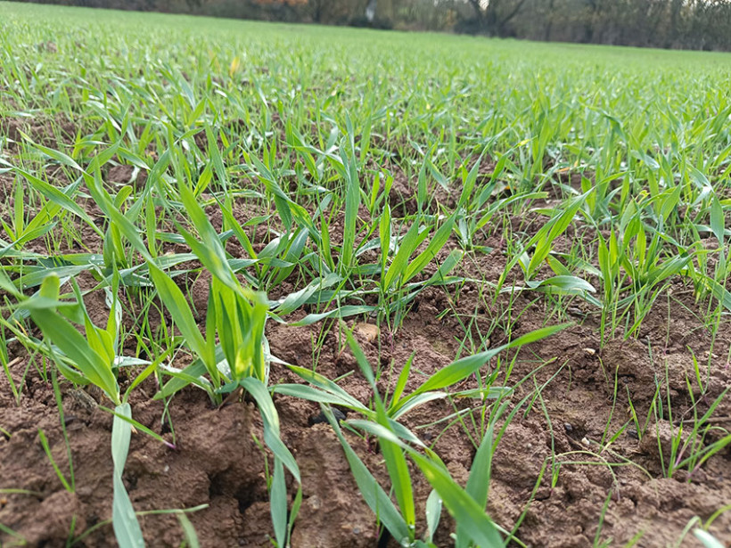 Relevées de vulpins malgré le désherbage de prélevée. Il ne faudrait pas tarder à rattraper pour les maîtriser correctement.